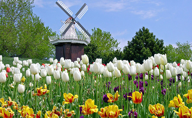 Vườn hoa Keukenhof