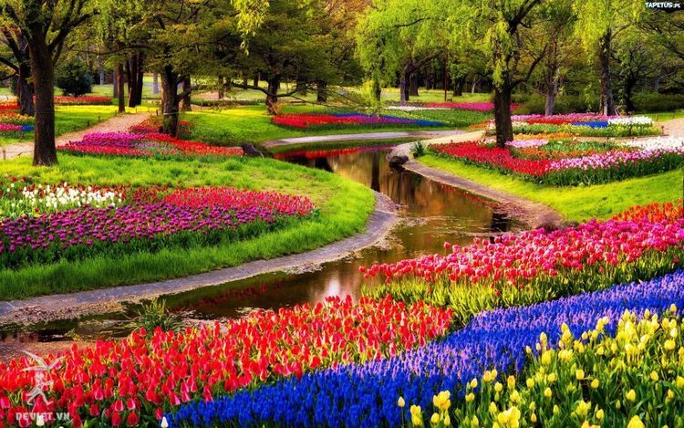 Vườn hoa Keukenhof luôn rực rỡ quanh năm