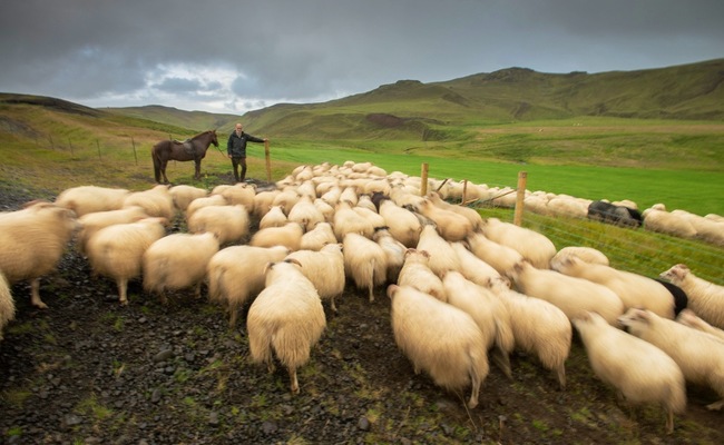 du lịch Iceland - thịt cừu