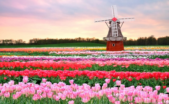 thành phố Amsterdam - vườn Keukenhof