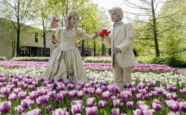 hoa tulip - keukenhof