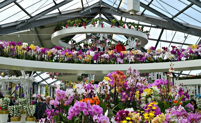 kinh nghiệm du lịch keukenhof - nhà kính