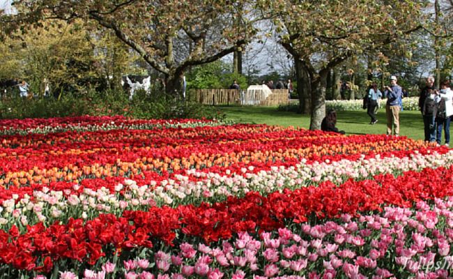 kinh nghiệm du lịch Keukenhof  - sáng sớm