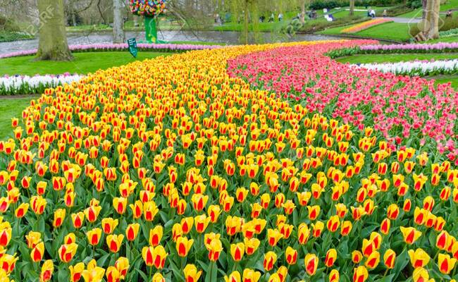 kinh nghiệm du lịch keukenhof - tháng tư