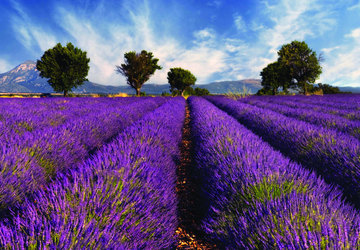 Cánh đồng Lavender