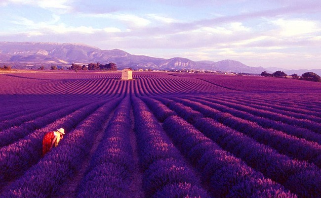 cánh đồng lavender pháp - thời điểm ngắm hoa