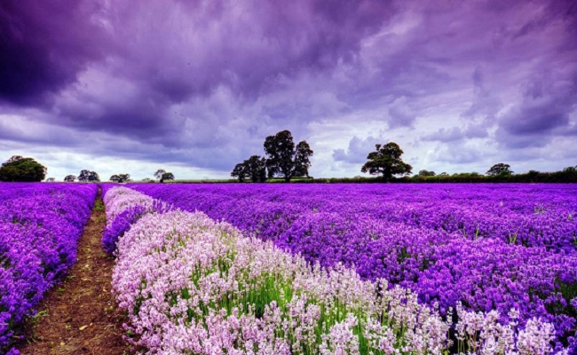 cánh đồng lavender pháp 