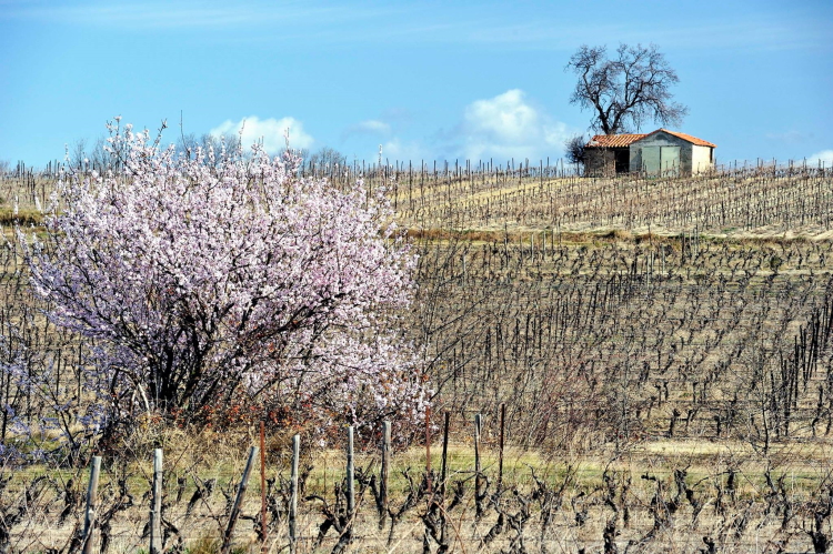 Languedoc – Roussillon thuộc vùng Occitanie